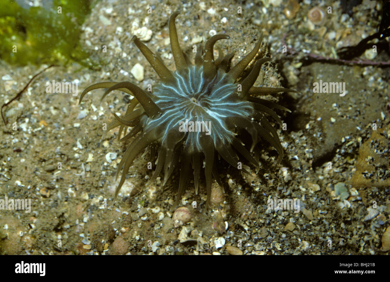 Trumpet anemone (Aiptasia mutabilis) on the lower shore UK Stock Photo