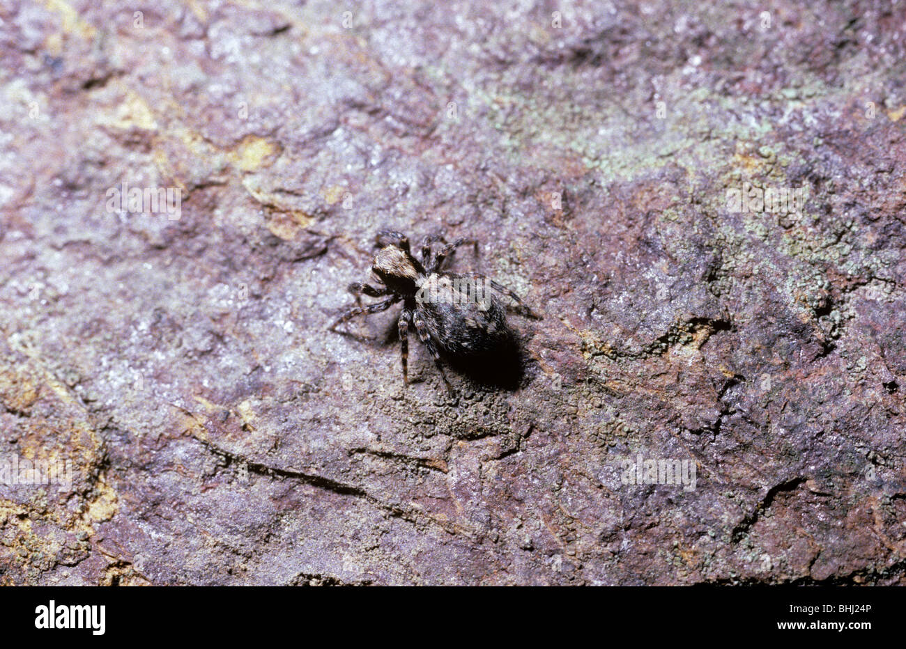 Roof jumper, a jumping spider (Euophrys lanigera: Salticidae) on a house wall, UK Stock Photo