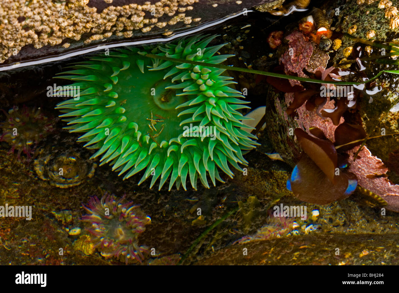 Western anenome (Anenome occidentalis) in tide pool. Pacific Rim National Park, British Columbia BC Stock Photo