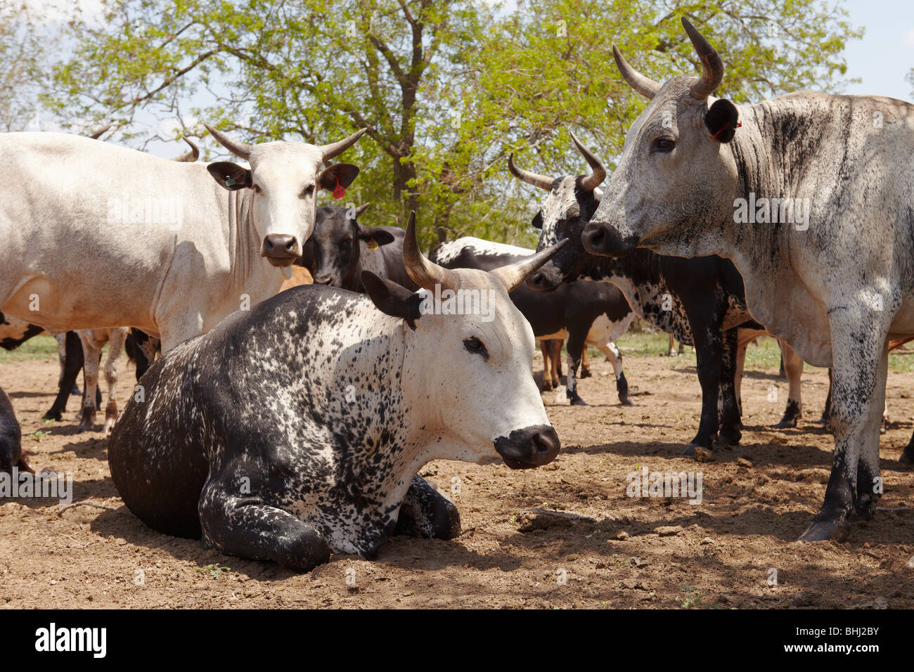 Herd of nguni cattle Stock Photo