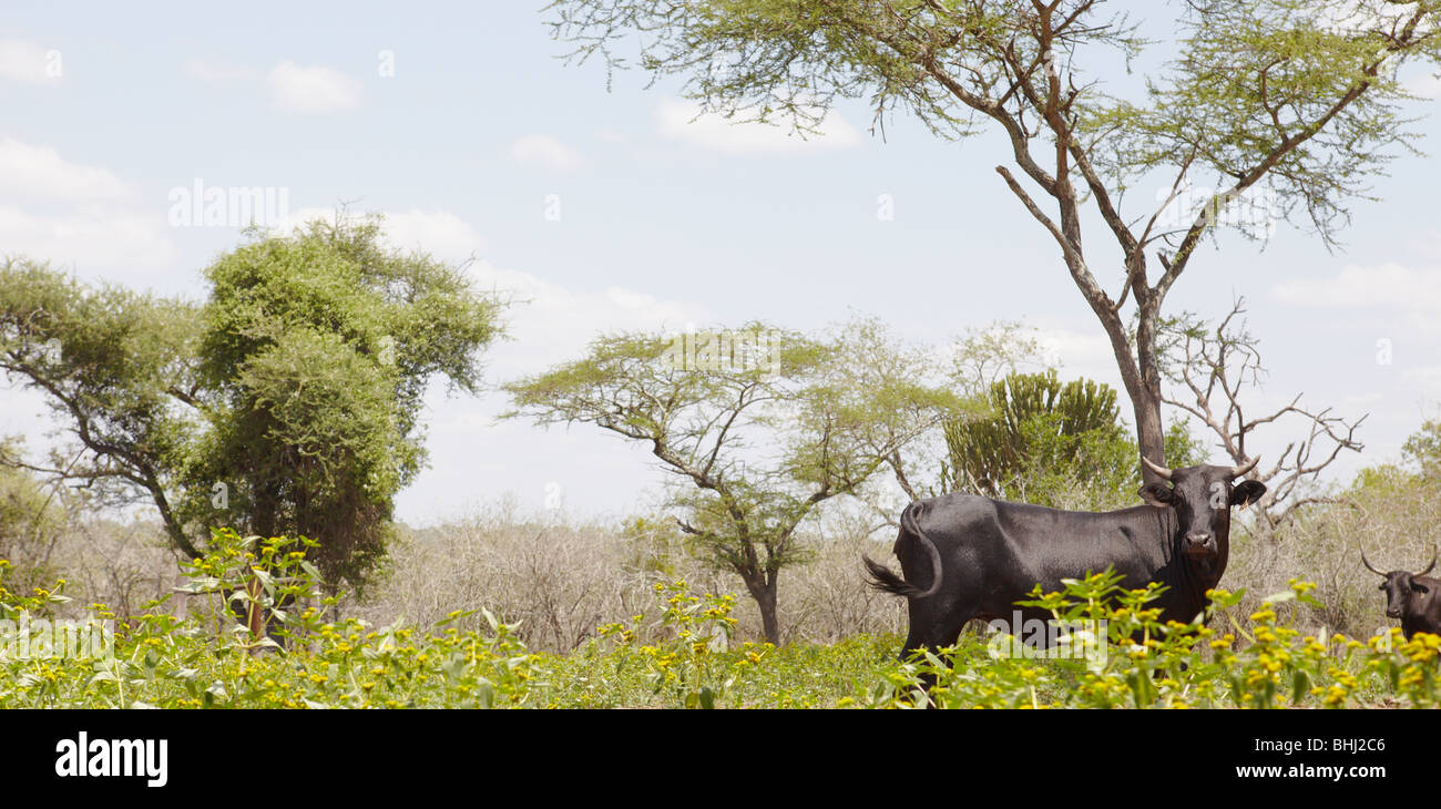 Nguni cow walks along edge of African field Stock Photo