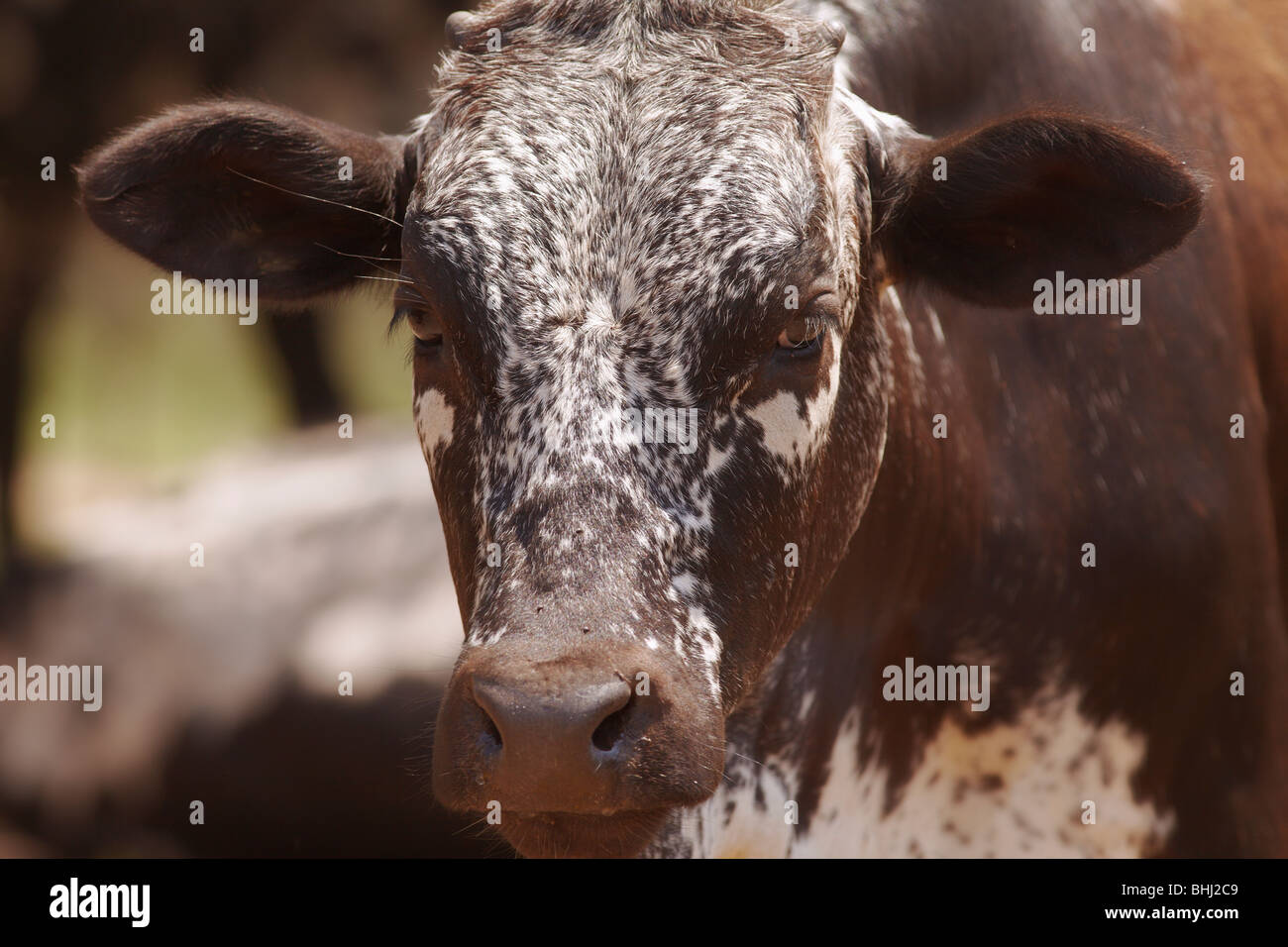Herd of nguni cattle Stock Photo