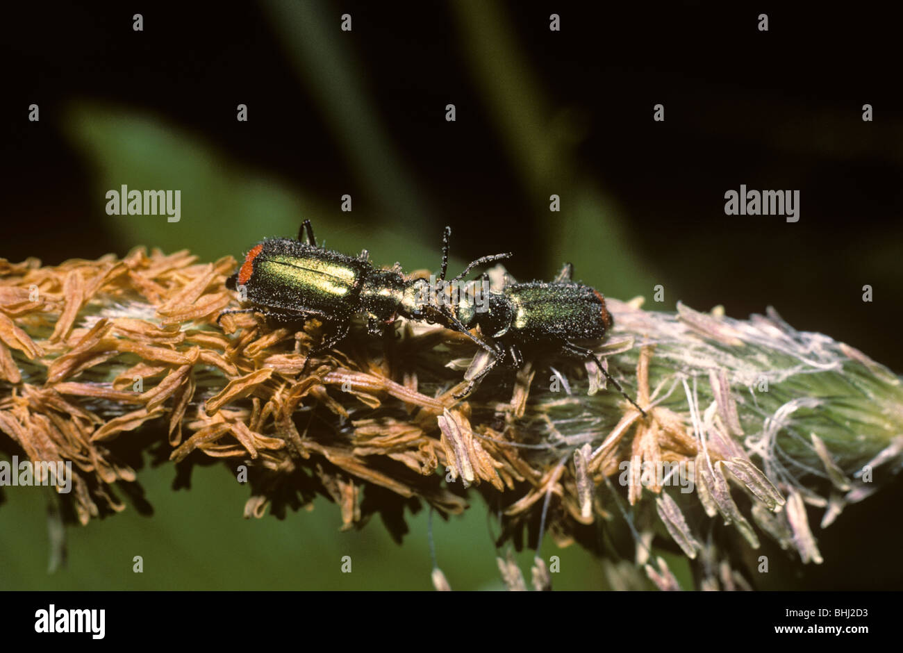 Red-tipped grass beetle (Malachius bipustulatus: Melyridae) female (left) feeding on the excitators on the male's antennae UK Stock Photo