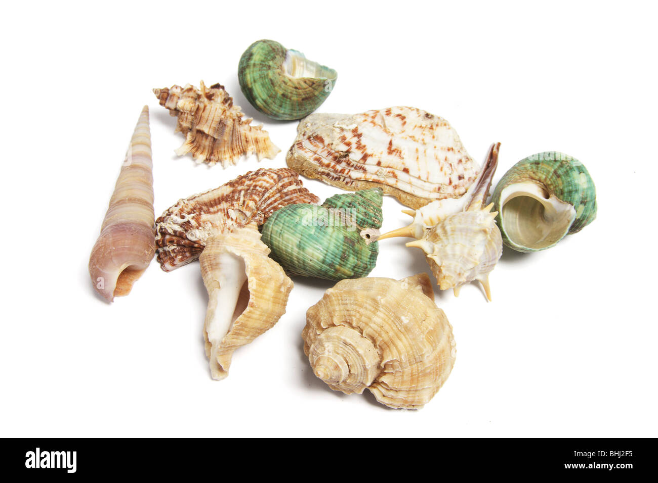 Collection of Seashells Stock Photo - Alamy