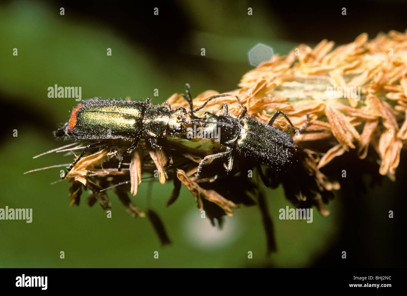 Red-tipped grass beetle (Malachius bipustulatus: Melyridae) female (left) feeding on the excitators on the male's antennae UK Stock Photo