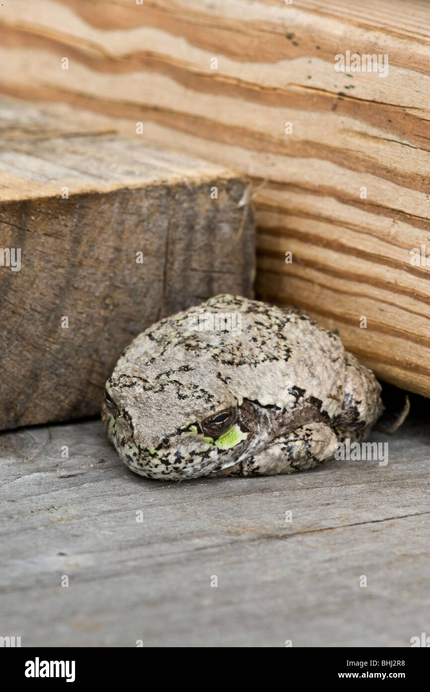 Eastern gray tree frog (Hyla versicolor) brown phase, Greater Sudbury, Ontario, canada Stock Photo