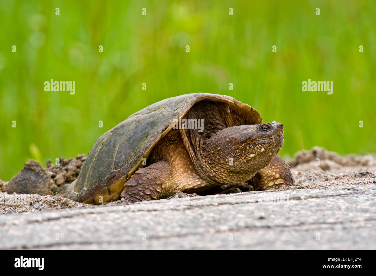 Snapping turtle (Chelydra serpentina) Female laying eggs in roadside gravel, Greater Sudbury, Ontario, Canada Stock Photo
