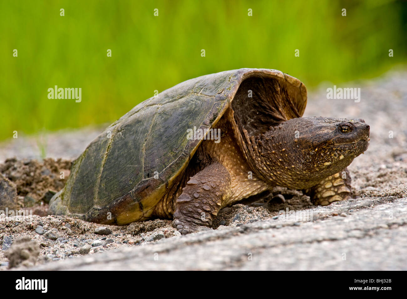 Snapping turtle (Chelydra serpentina) Female laying eggs in roadside gravel, Greater Sudbury, Ontario, Canada Stock Photo