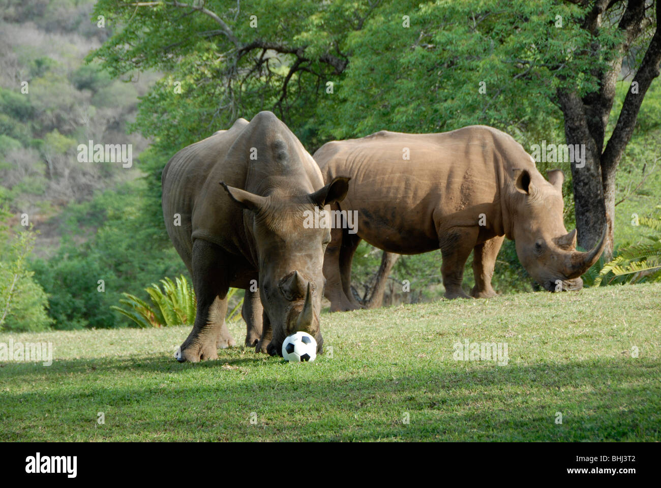 Two rhino with a soccer ball , Mpumalanga , South Africa Stock Photo