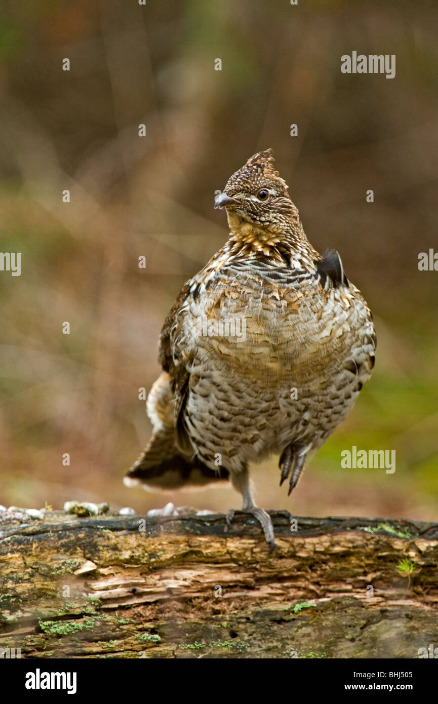 Ruffed grouse (Bonassa umbellus)- courtship display-Male drumming on fallen log in forest Ontario Stock Photo