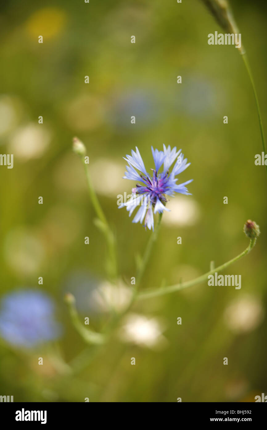 Blue flower photography hires stock photography and images Alamy