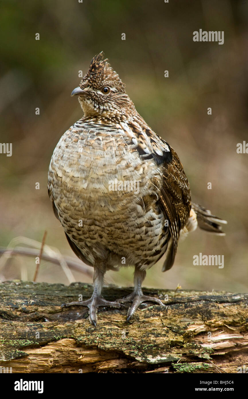 Ruffed grouse (Bonassa umbellus)- courtship display-Male drumming on fallen log in forest Ontario Stock Photo