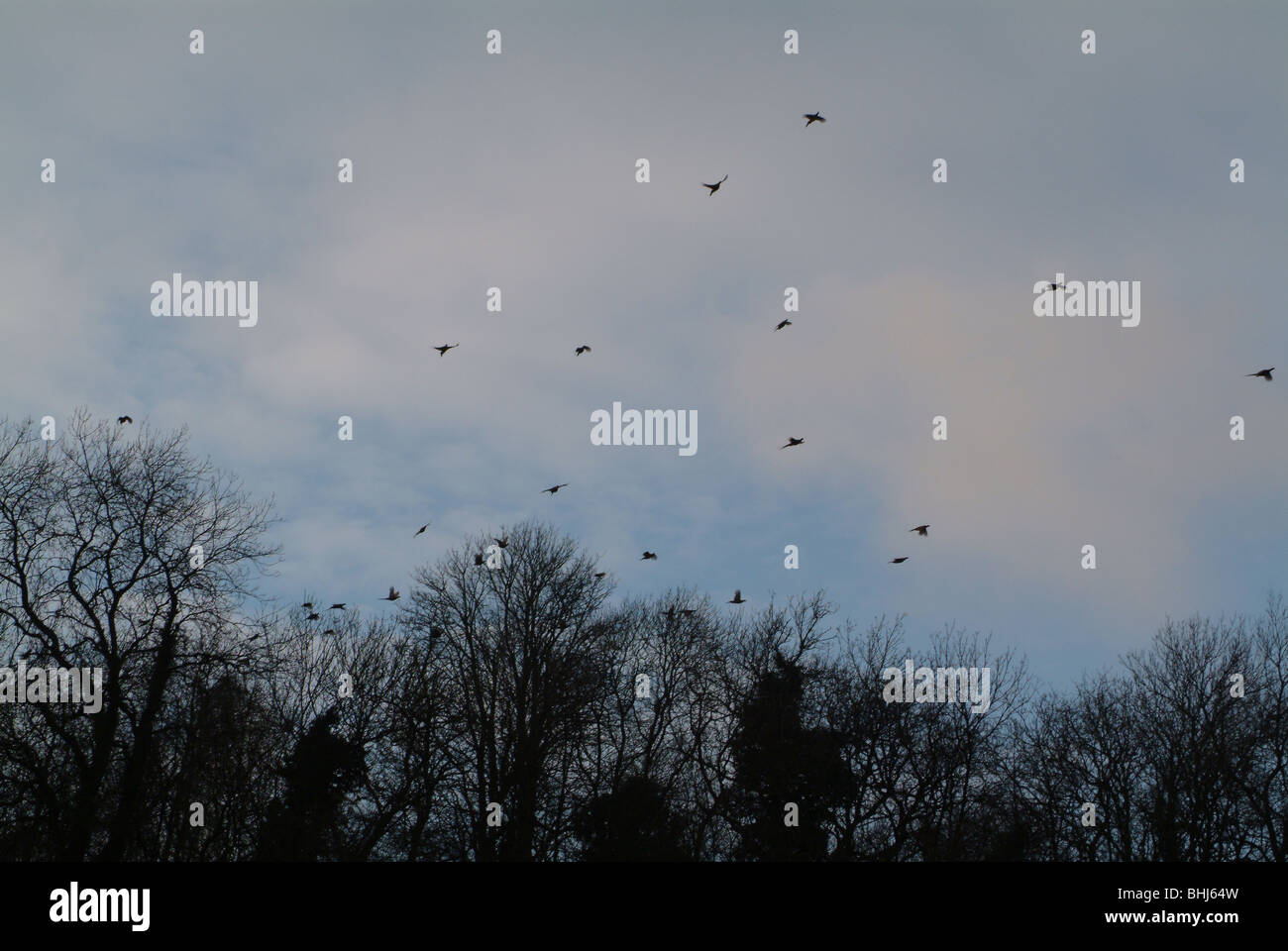 Birds flying sky hi-res stock photography and images - Alamy