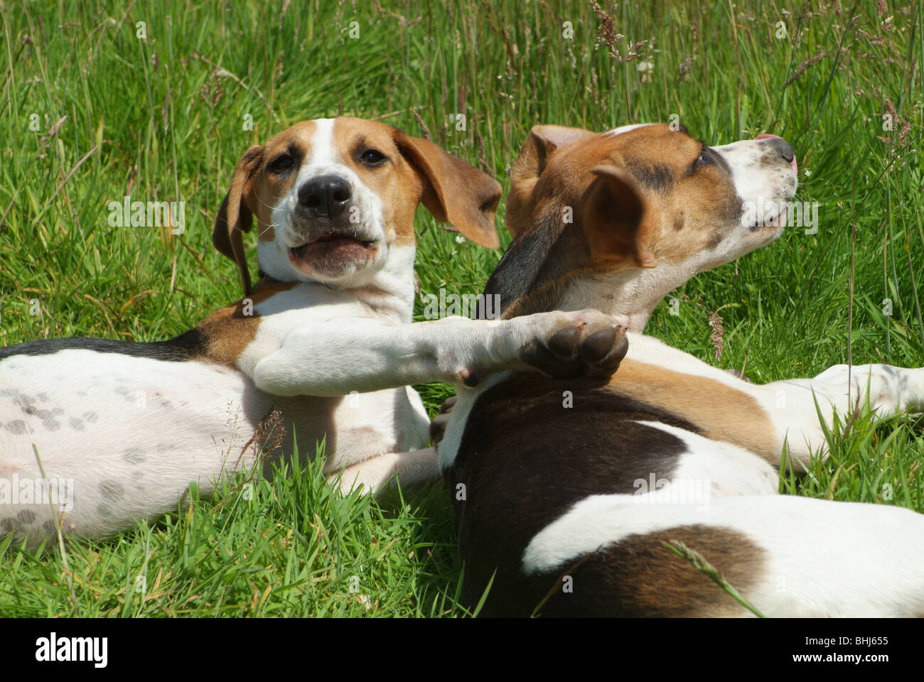 Hound puppies Stock Photo