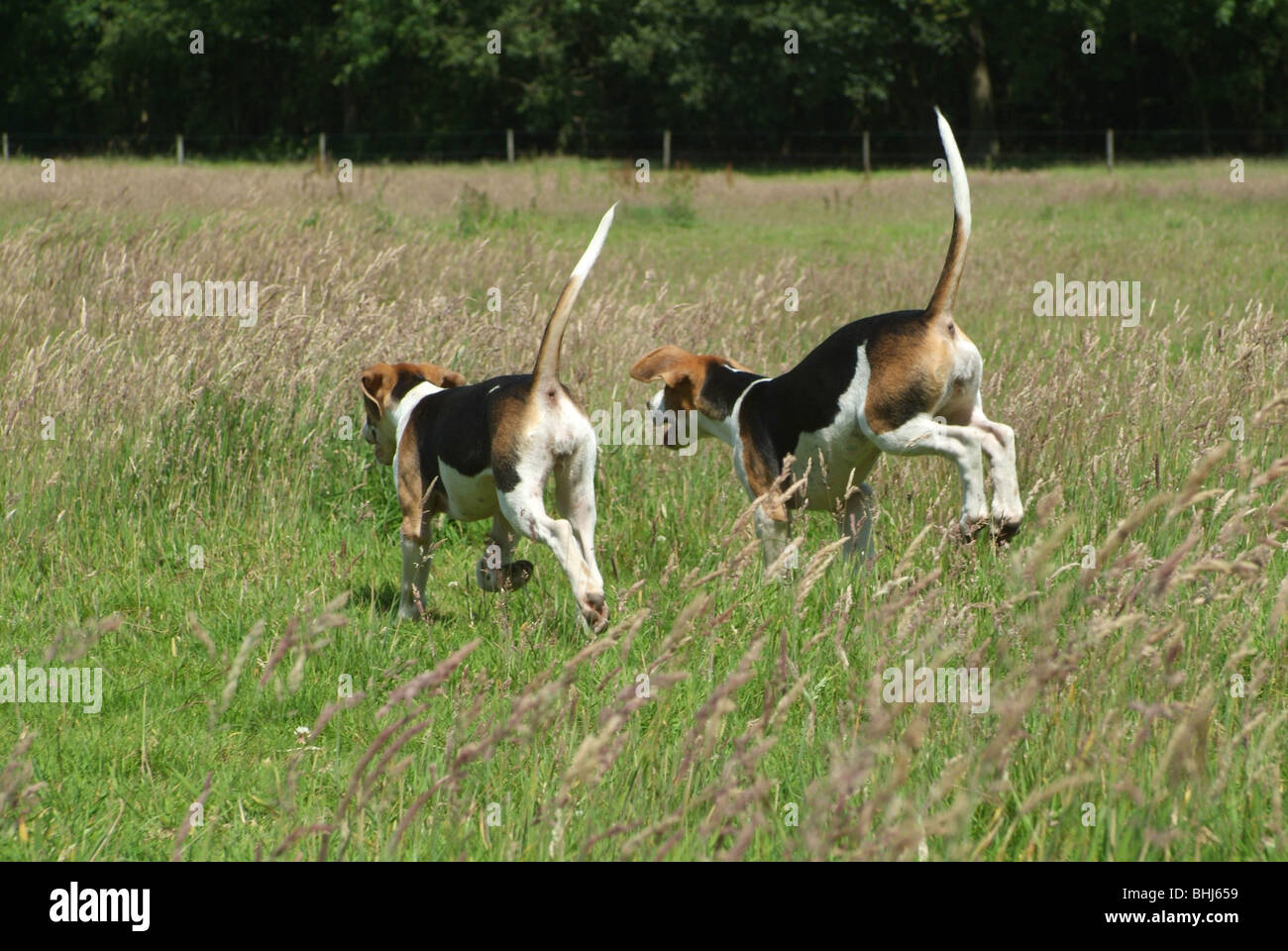 Hound puppies Stock Photo