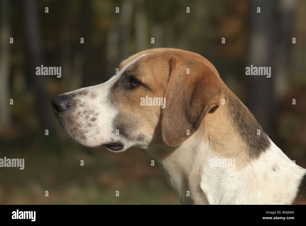 A hound Stock Photo