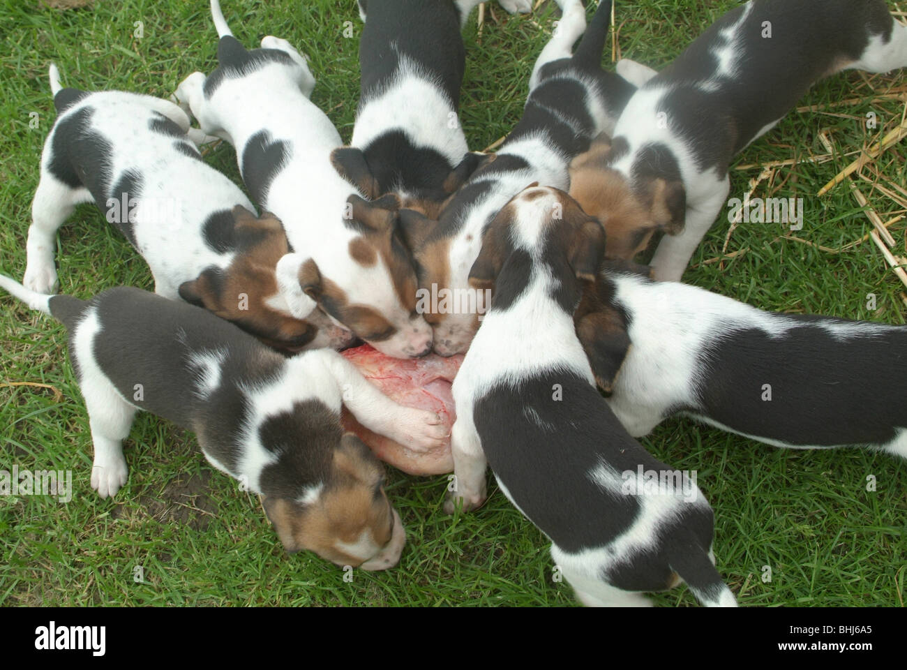 Dog meat eating hires stock photography and images Alamy