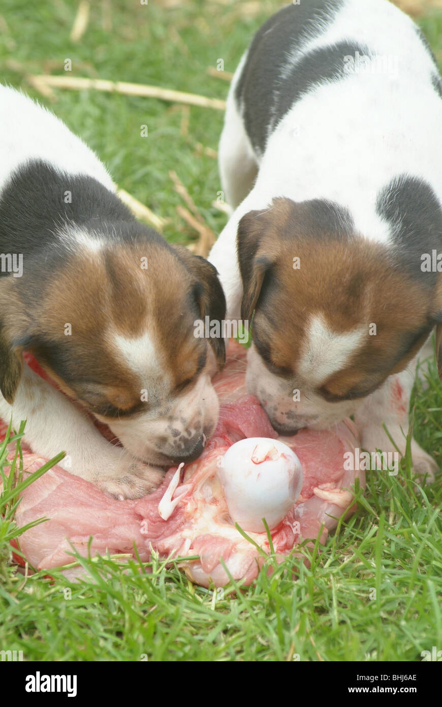 Hound puppies eating meat Stock Photo Alamy