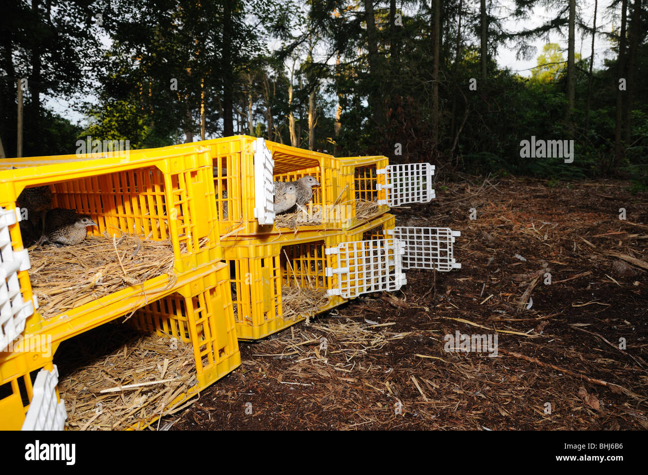 Pheasants being released from their pen Stock Photo