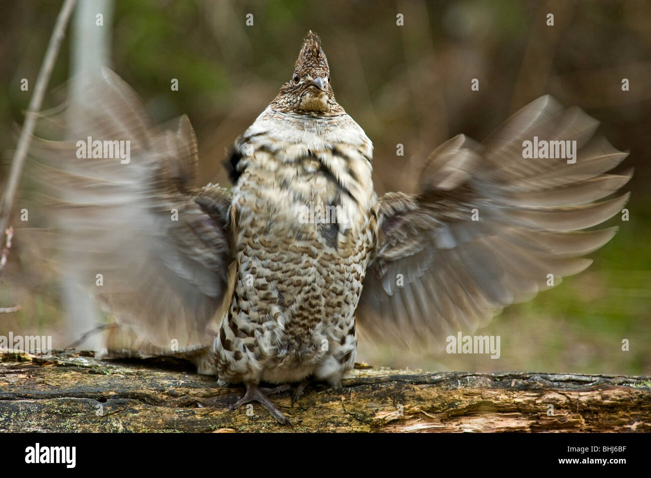 Ruffed grouse (Bonassa umbellus)- courtship display-Male drumming on fallen log in forest Ontario Stock Photo