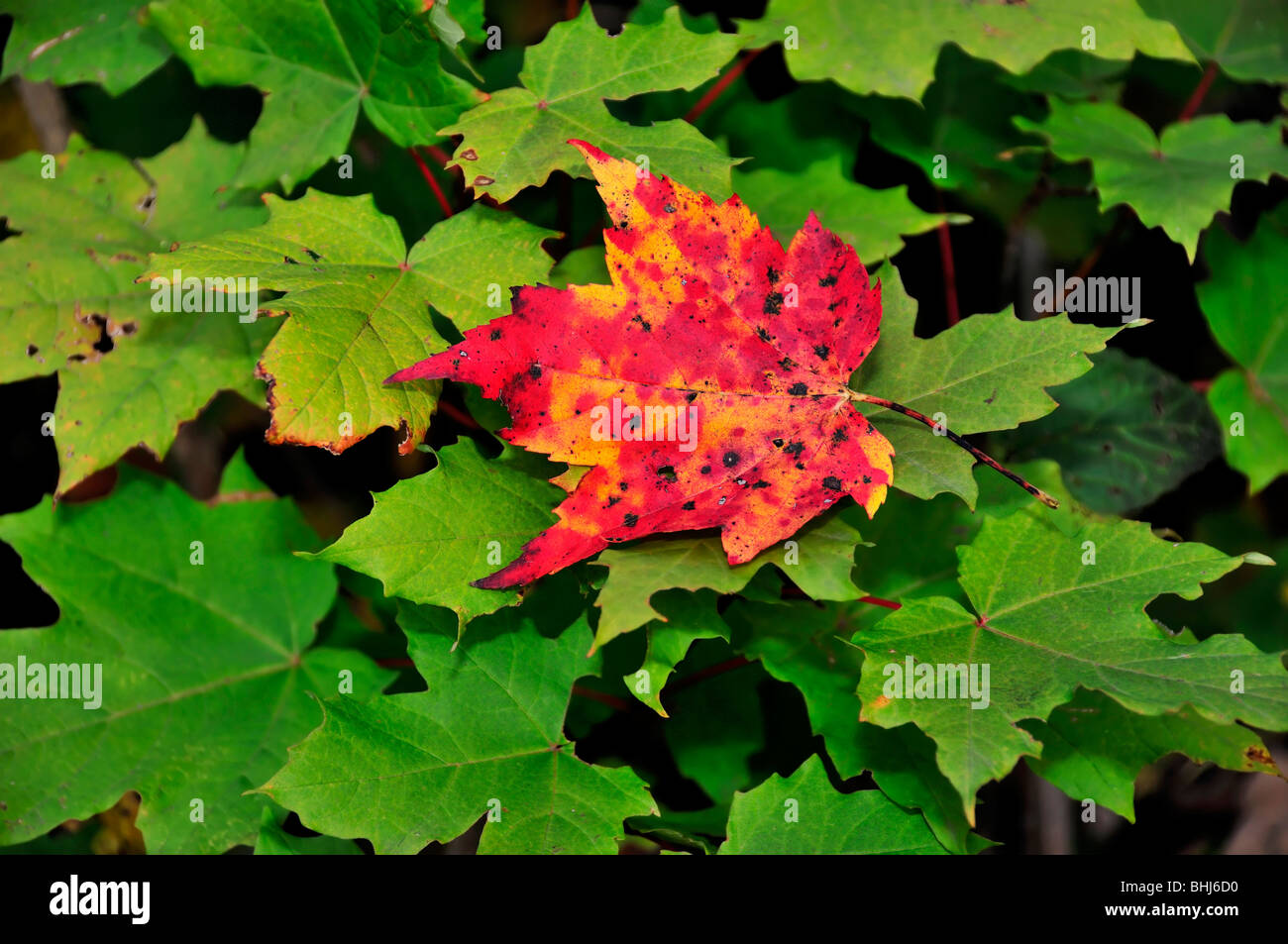 A single red autumn leaf rests on green leaves. USA Stock Photo
