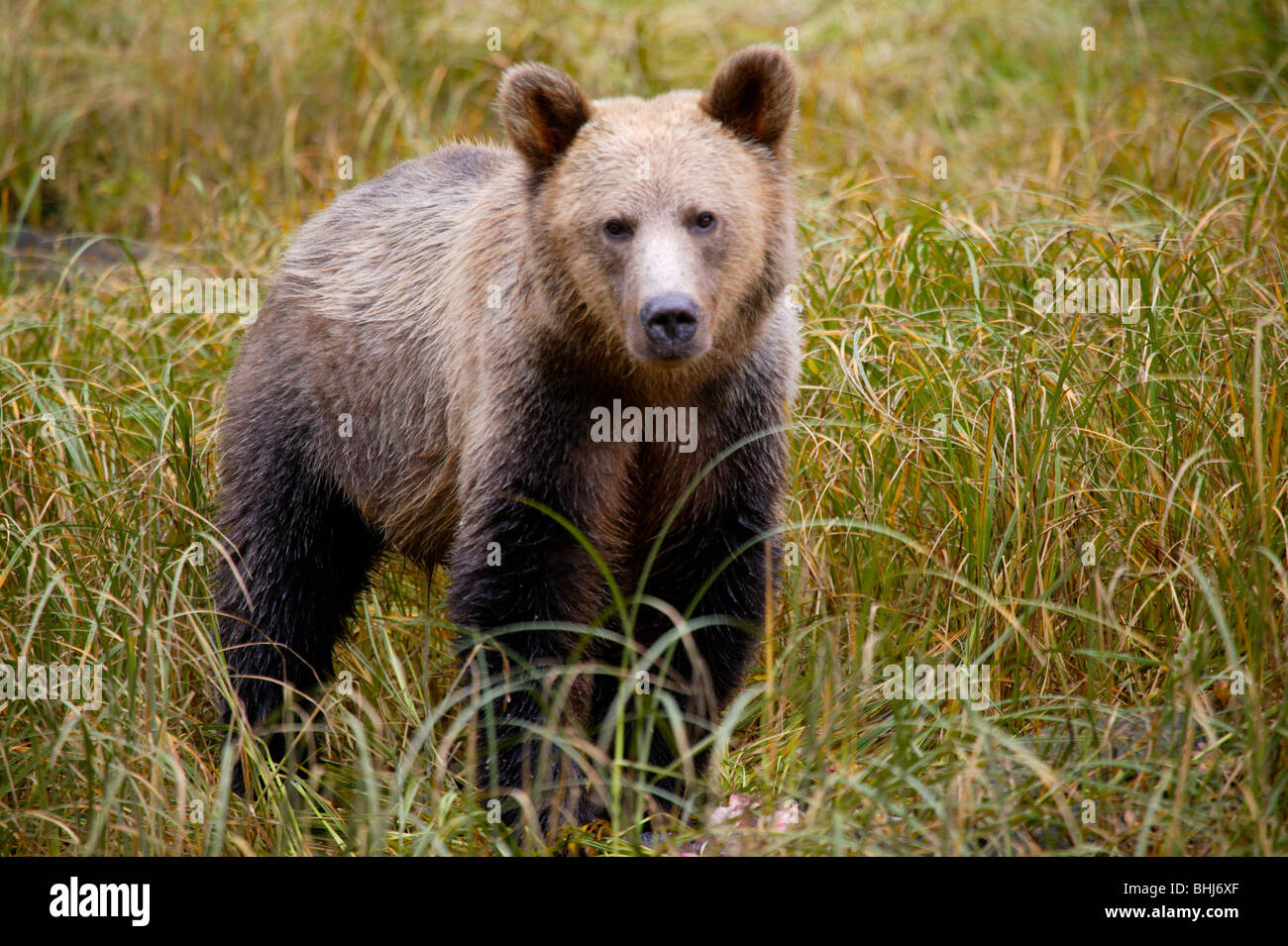 Young coastal brown bear (Ursus arctos) in northern British Columbia, Canada, near Princess Royal Island. One of the largest str Stock Photo