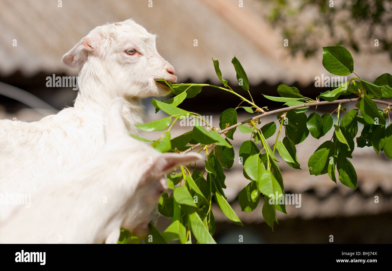 Cute baby goat eating leaves from a branch Stock Photo Alamy