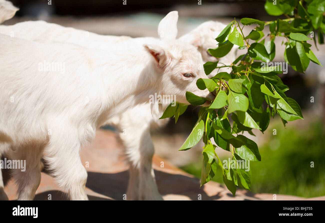 Cute baby goat eating leaves from a branch Stock Photo Alamy