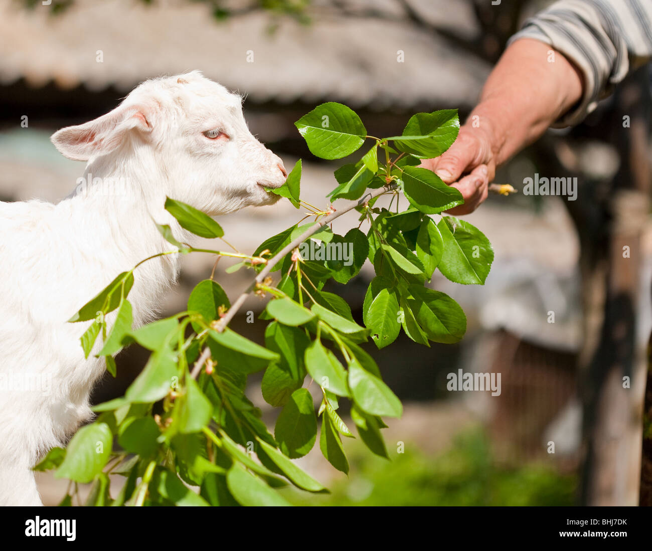 Cute baby goat eating leaves from a branch Stock Photo Alamy