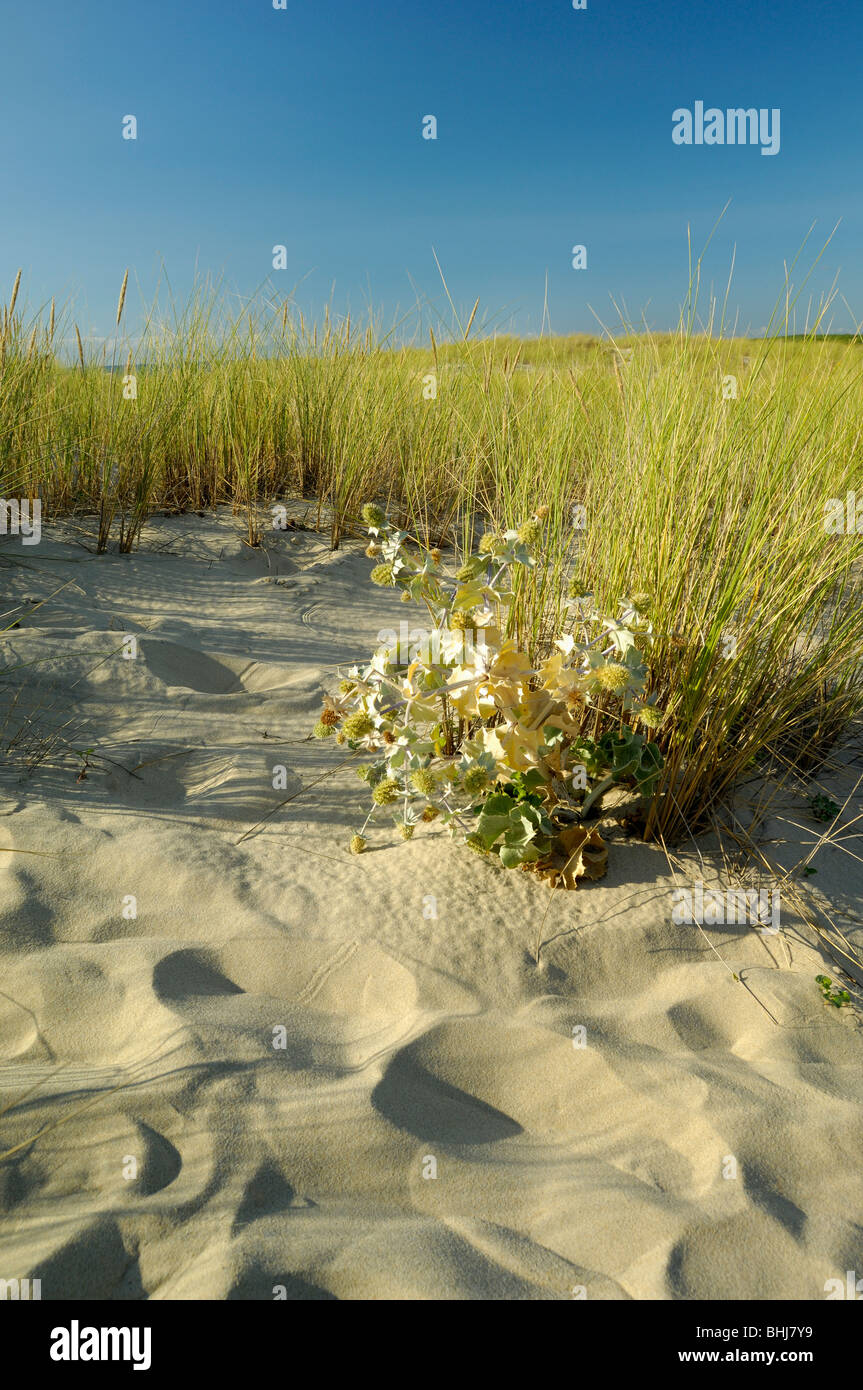 Dunes on the beach Stock Photo - Alamy