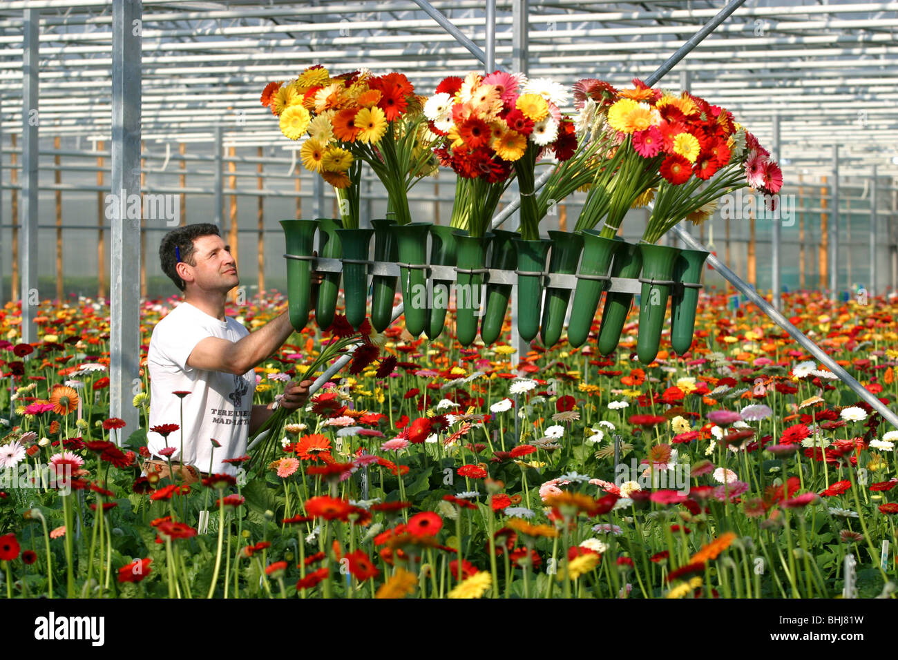 PICKING GERBERA AT A GREENHOUSE FLOWER GROWER'S IN THE AREA AROUND