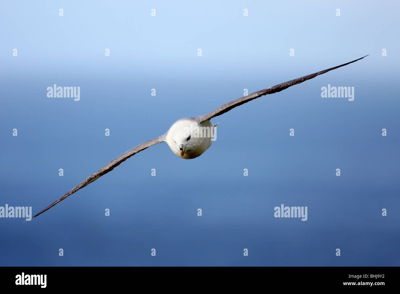 Northern Fulmar  in flight Stock Photo