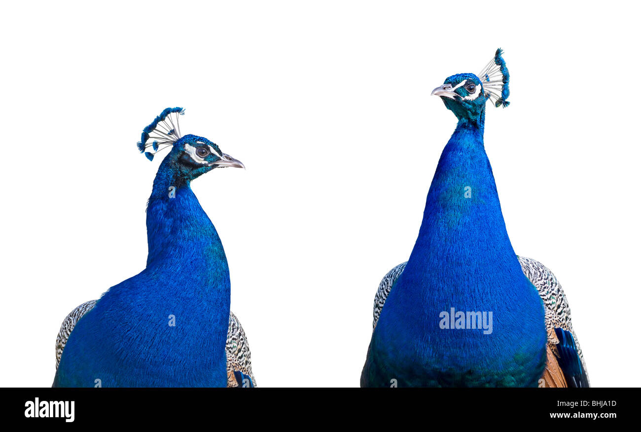 Peacock closeup isolated on white background Stock Photo