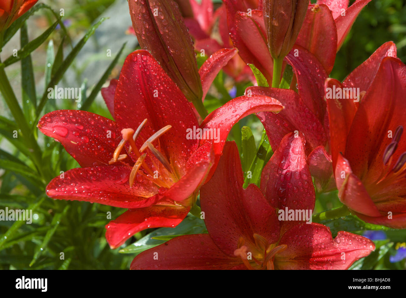 Red Lilies in bloom in a North Carolina garden Stock Photo