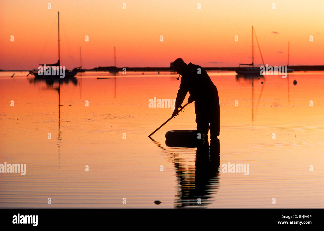 Man with pipe digging for clams in glassy bay waters off Cape Cod, Massachusetts  in New England Stock Photo