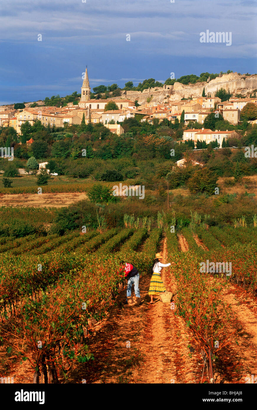 Man and woman collecting grapes in small vineyard below the village of Villars in Provence, France Stock Photo