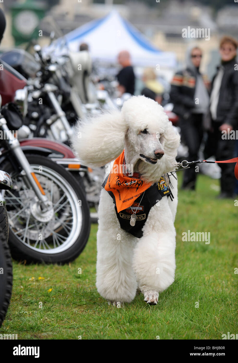 A Poodle pet dog at a bikers rally in Weston-Super-Mare UK Stock Photo ...