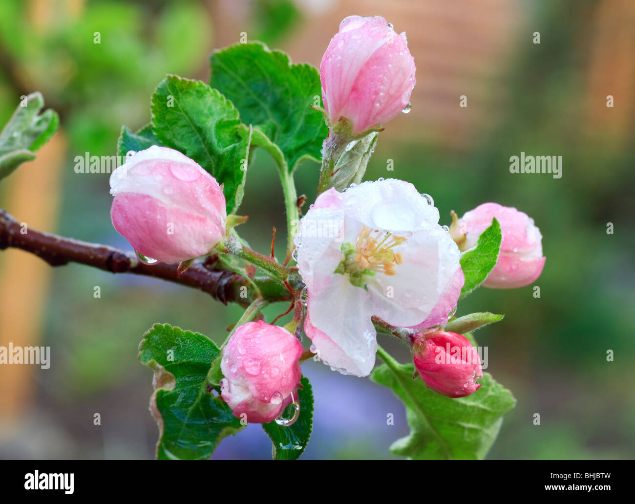 Spring Blossoming Twig Of Apple Tree With Flowers Stock Photo Alamy spring-blossoming-twig-of-apple-tree-with-flowers-stock-photo-alamy