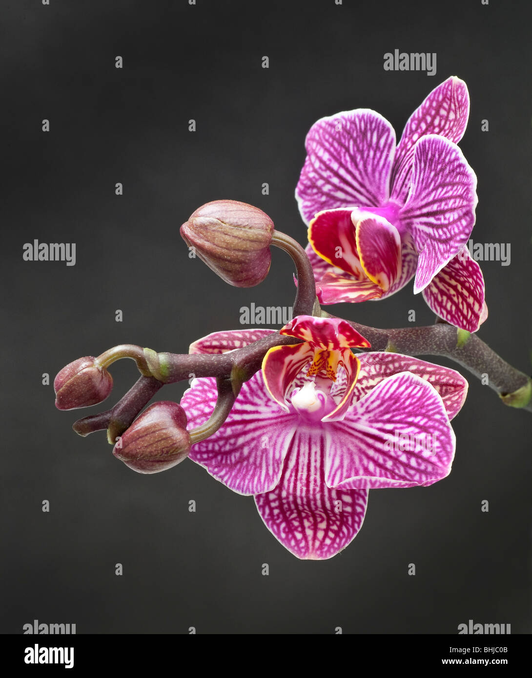 Phalaenopsis hybrid moth orchid flower Stock Photo