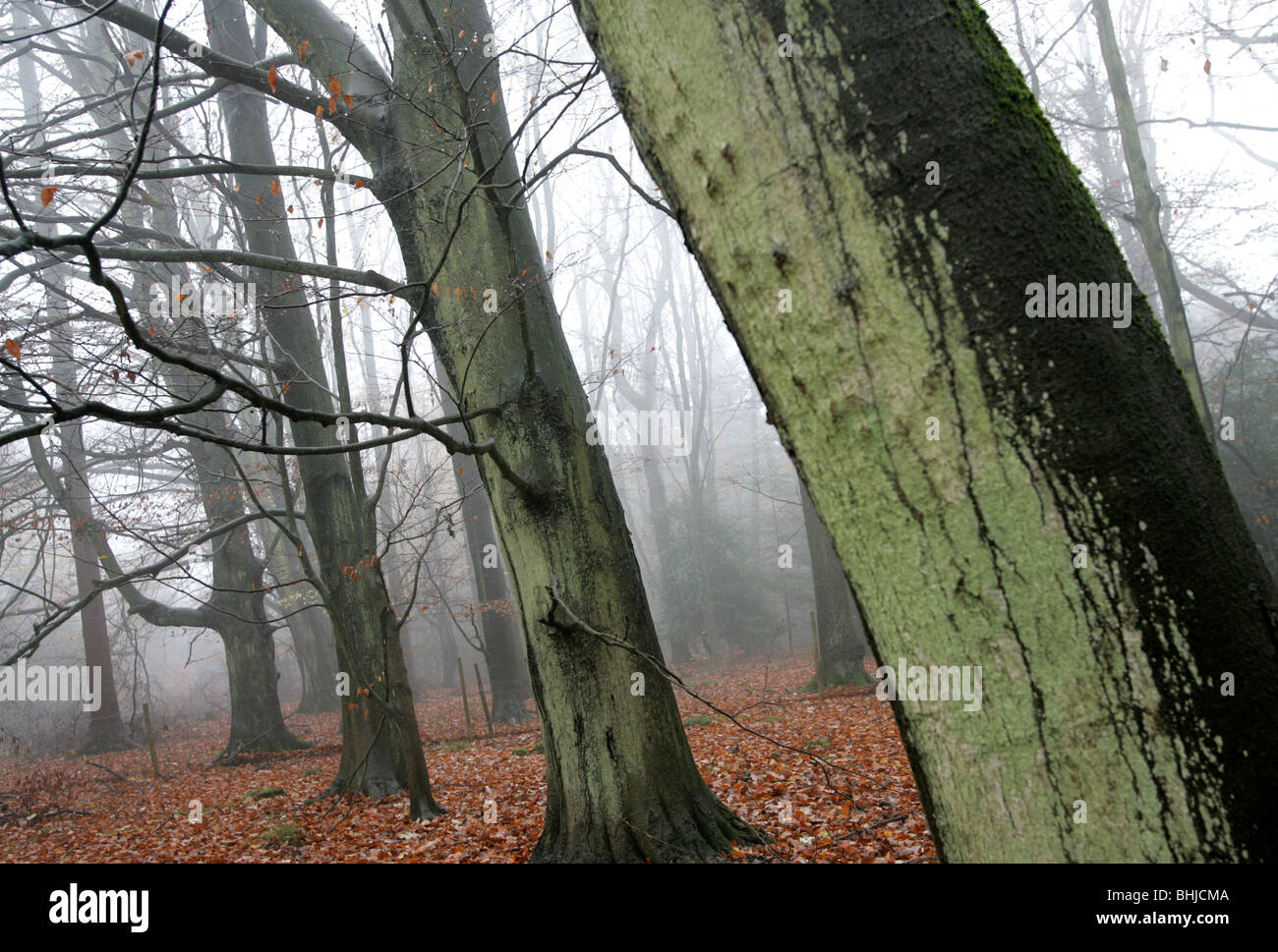 Row of trees with brown autumnal leaves on the ground Stock Photo - Alamy