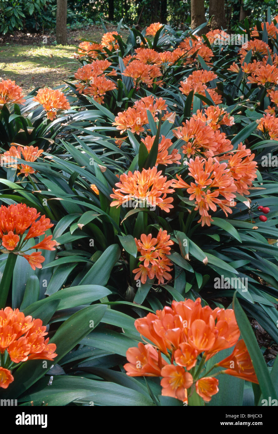 Close up of a large clump of orange clivia giving a rich tropical feel Stock Photo