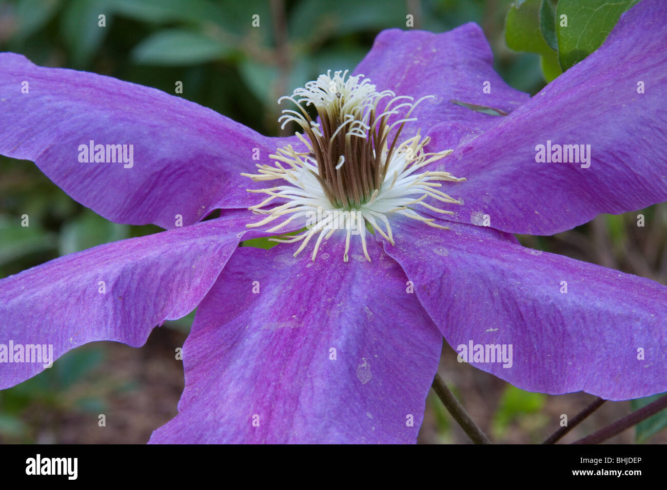 Purple clematis in a North Carolina garden Stock Photo Alamy