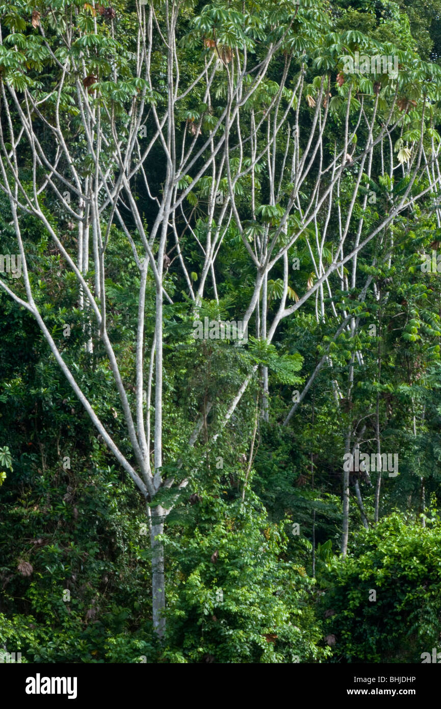 Cecropia obtusifolia tree trunks in Iwokrama Rainforest Guiana Shield Guyana South America October Stock Photo