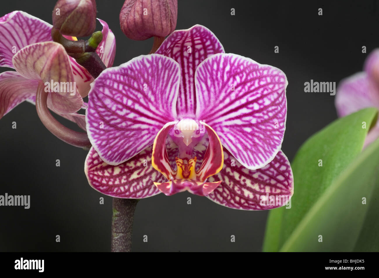 Phalaenopsis hybrid moth orchid flower Stock Photo
