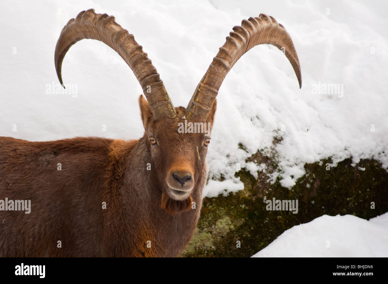 Male Alpine Ibex Stock Photo