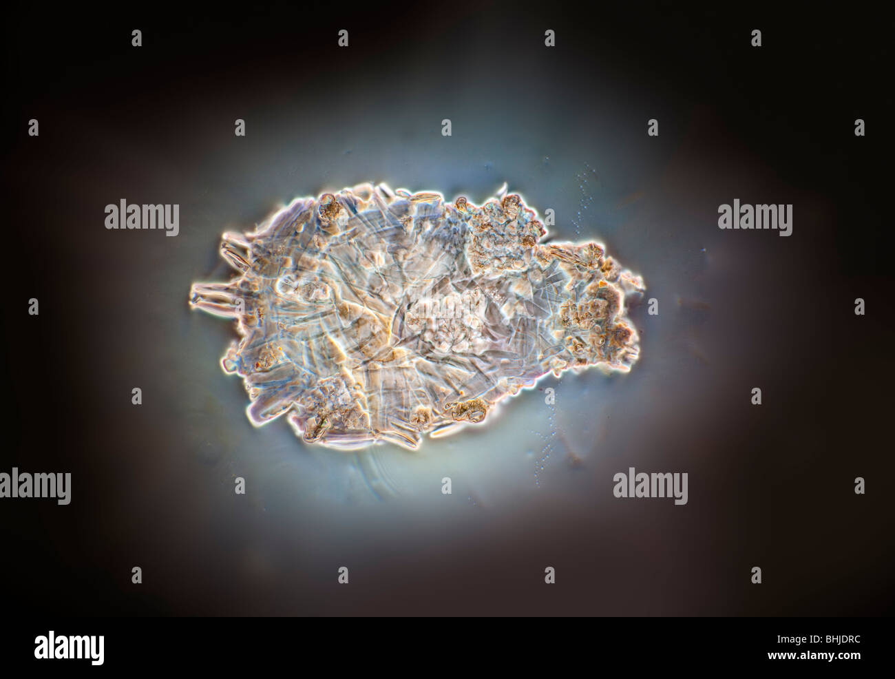 Darkfield photomicrograph of a testate amoeba Nebela carinata Difflugia sp Stock Photo