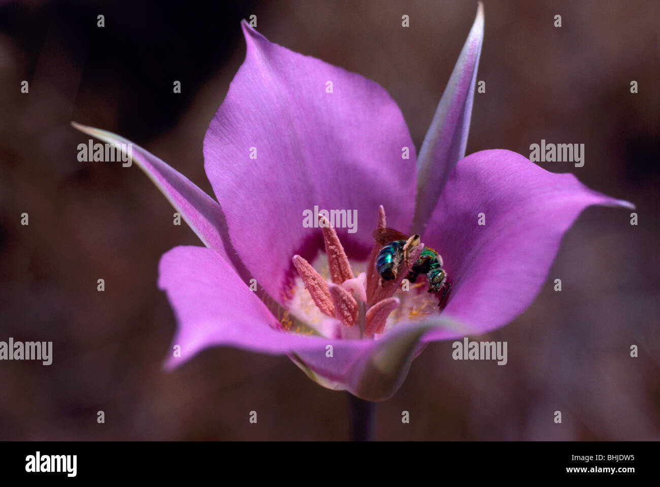 Sagebrush Mariposa Lily (Calochortus macrocarpus) in bloom Wild
