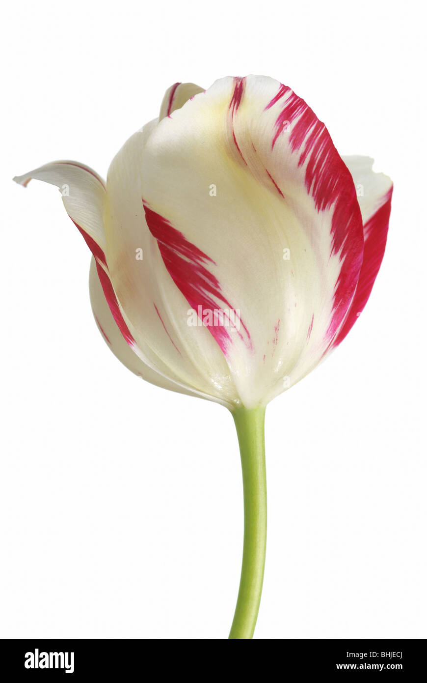 Tulip isolated on the white background Stock Photo - Alamy