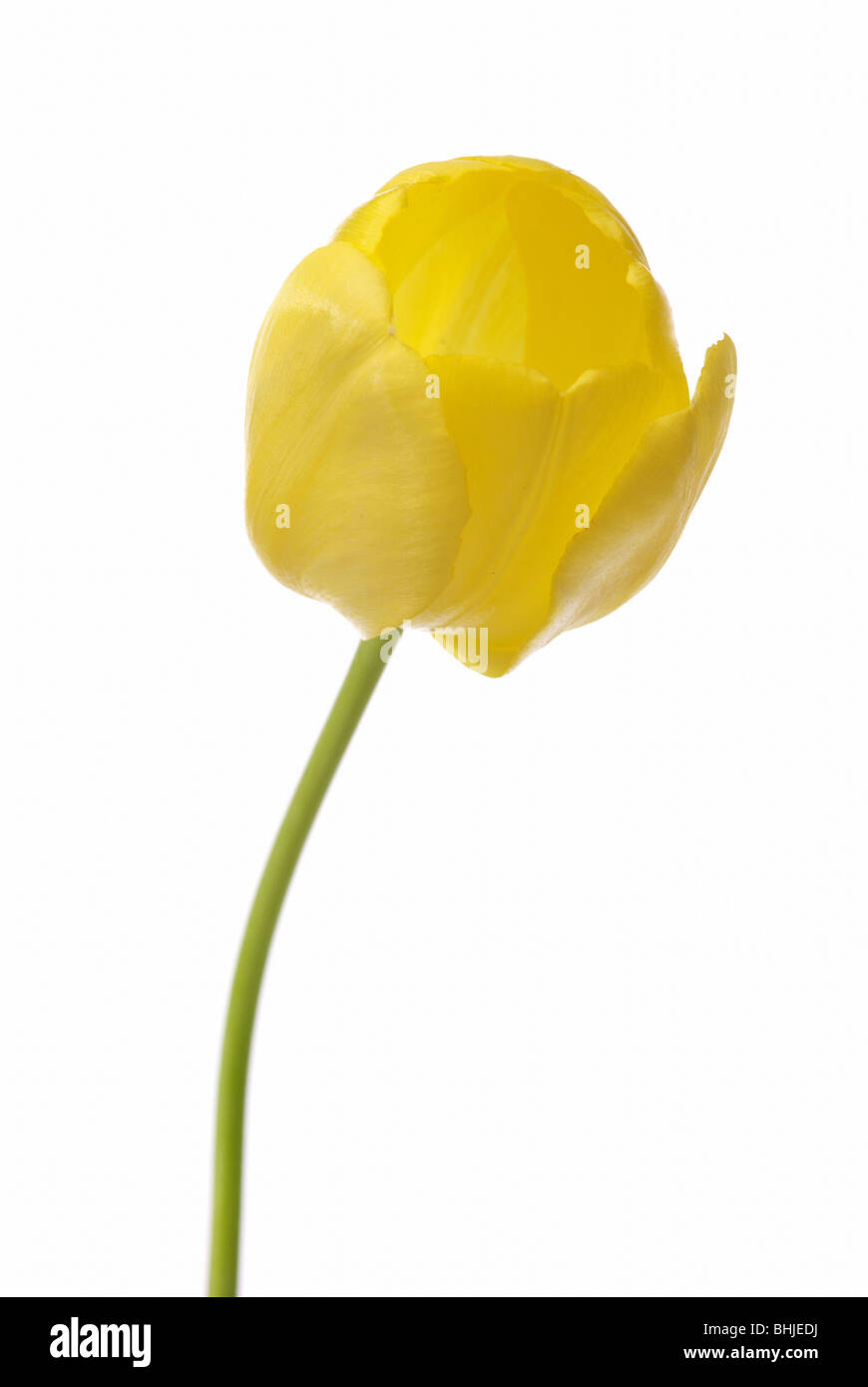 Yellow tulip isolated on the white background Stock Photo - Alamy