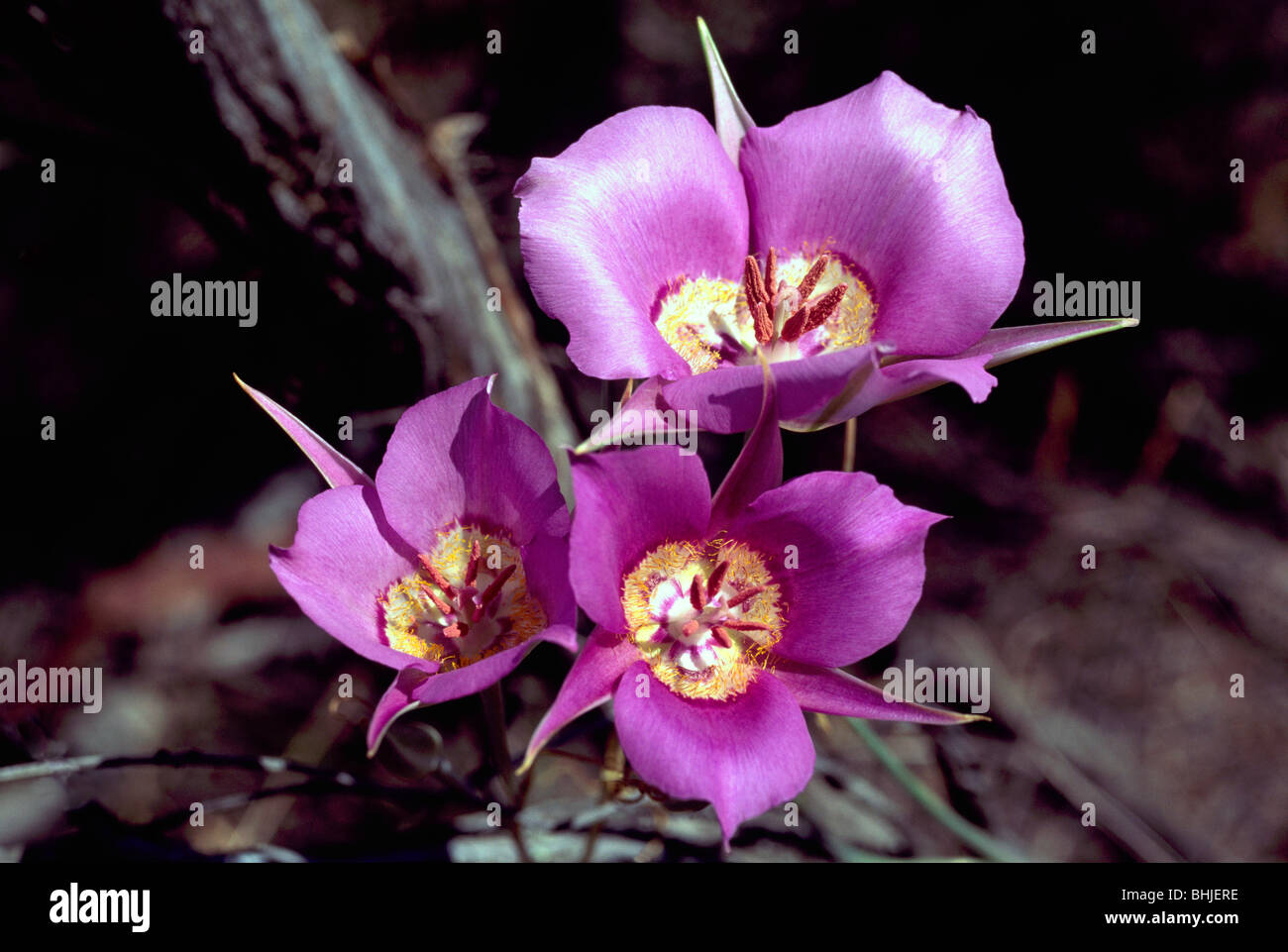 Sagebrush Mariposa Lily (Calochortus macrocarpus) in bloom Wild